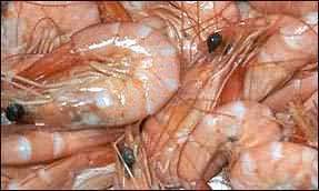 prawns